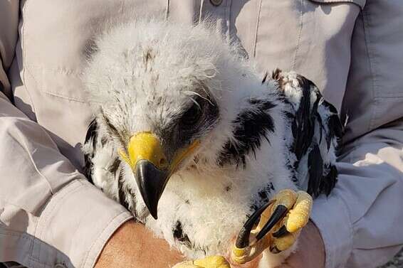 העיט הזהוב שניצל // צילום: ג׳אמיל אלאטרש, רשות הטבע והגנים